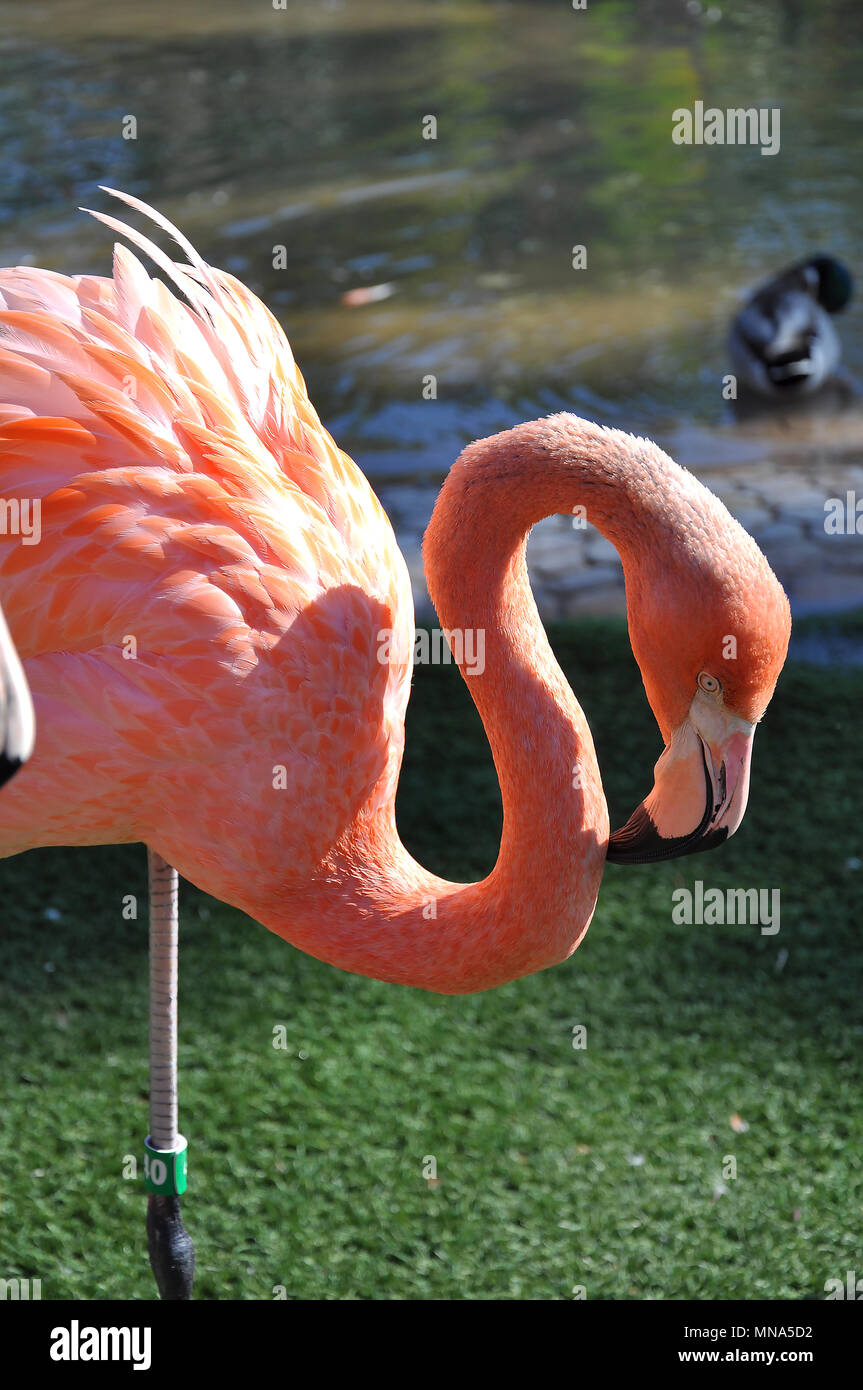 Bellissimo Flamingo rosa Foto Stock
