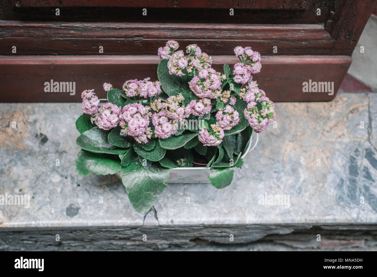 Una pianta in vaso su un acquasantiera di Siena, Italia Foto Stock