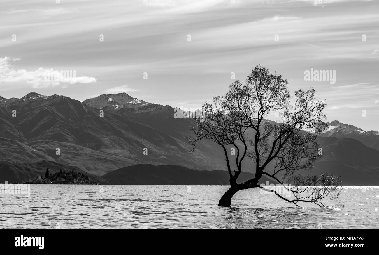 Infamous Wanaka albero nel lago Foto Stock