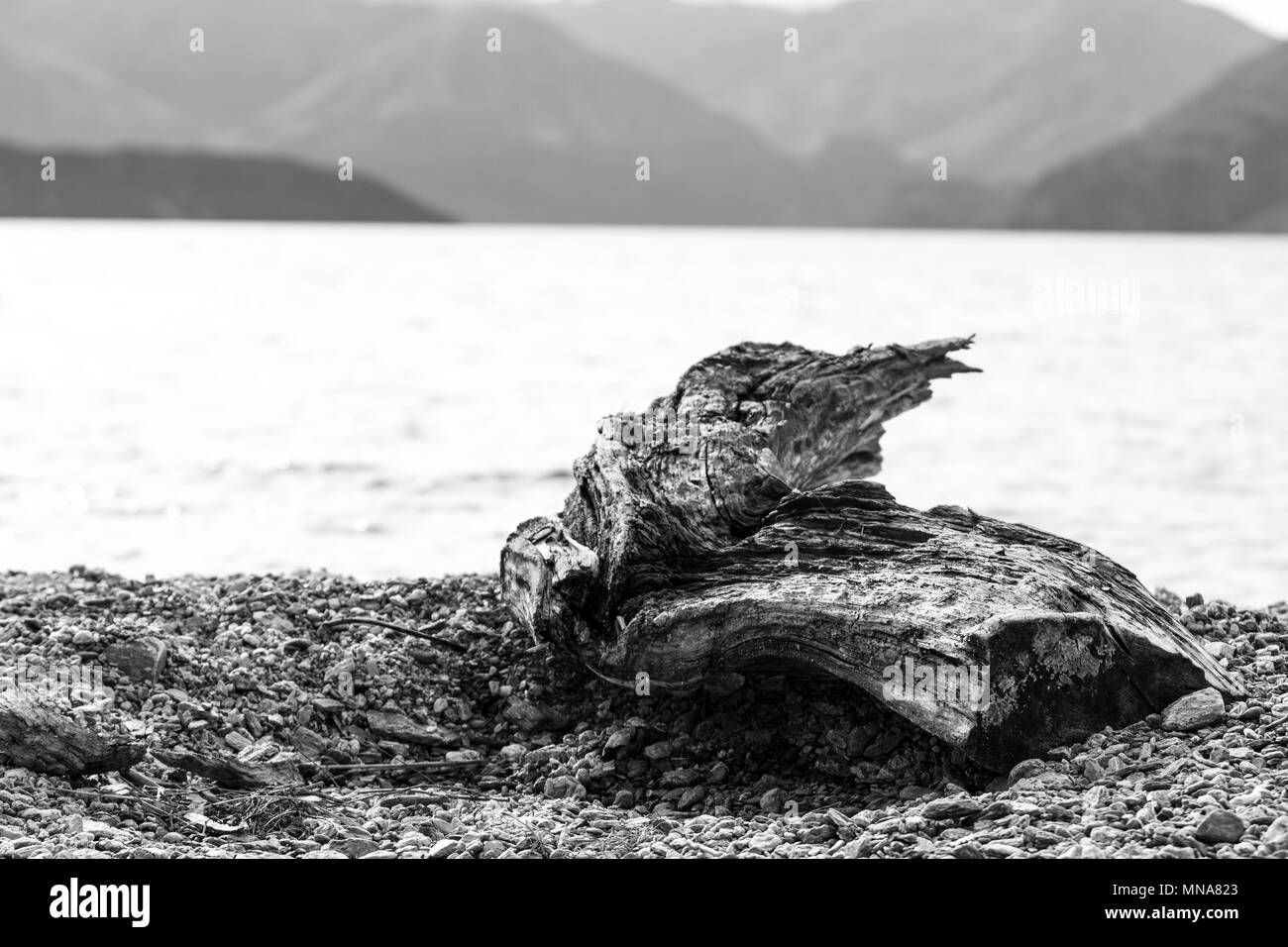 Bianco e nero driftwood sul lago Foto Stock
