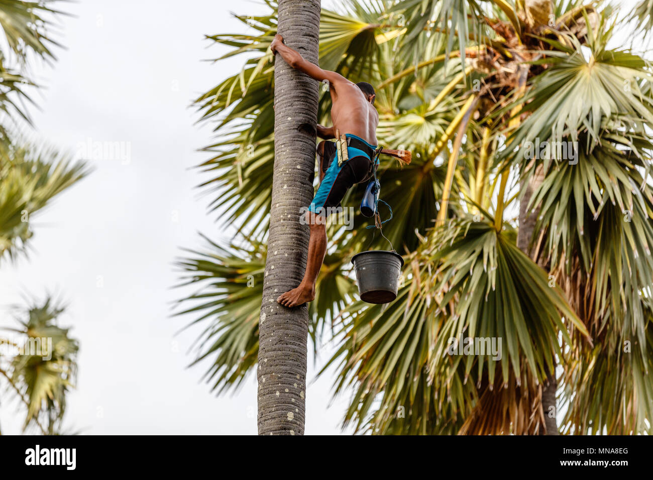 Uomo Rotenese climbing Palm tree per raccogliere sap un albero di cocco per palm la produzione di zucchero. Rote Isola, Indonesia Foto Stock