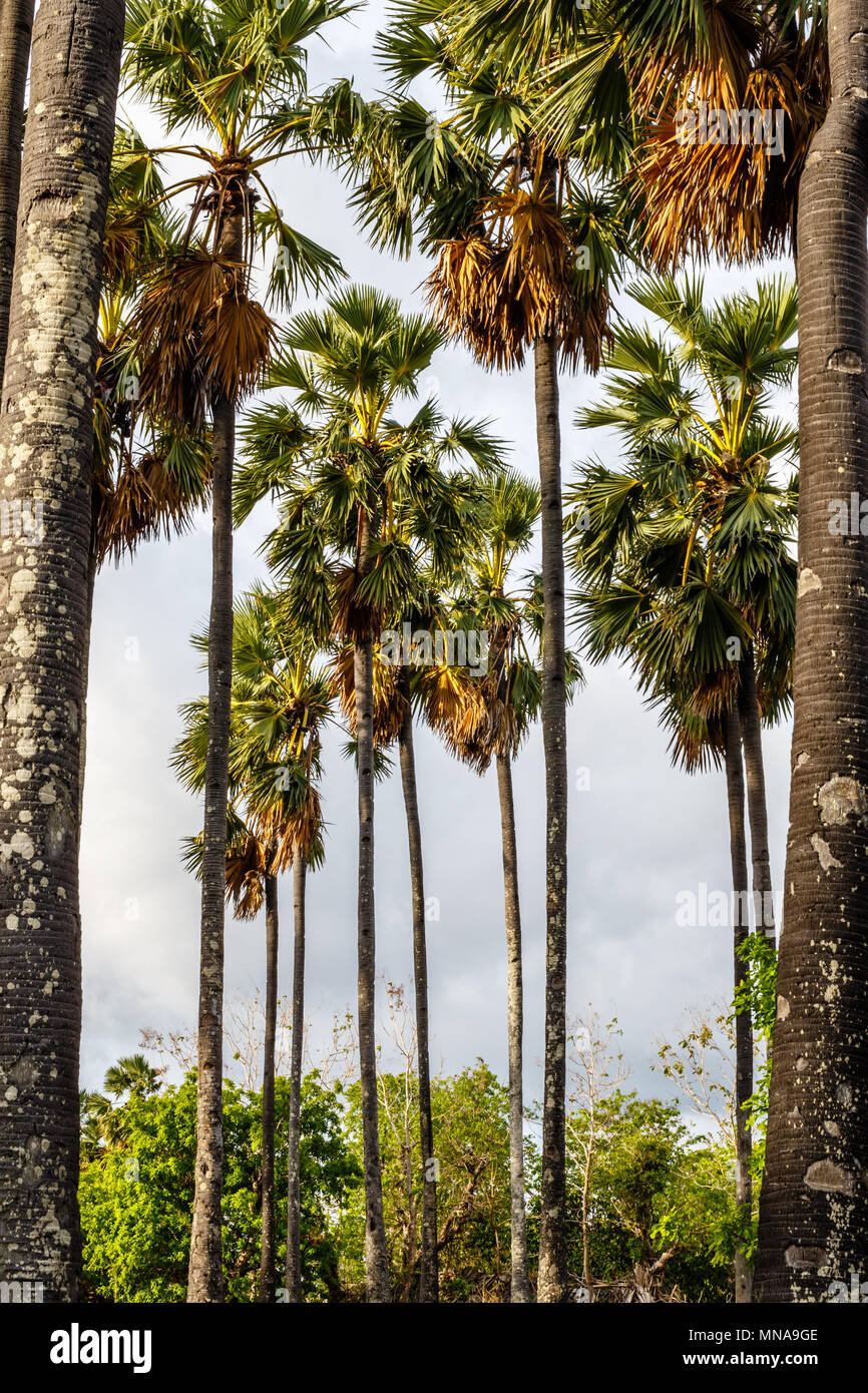 Palm tree piantagione di palme per la produzione di zucchero. Rote Isola, Nusa Tenggara Est provincia, Indonesia Indonesia Foto Stock