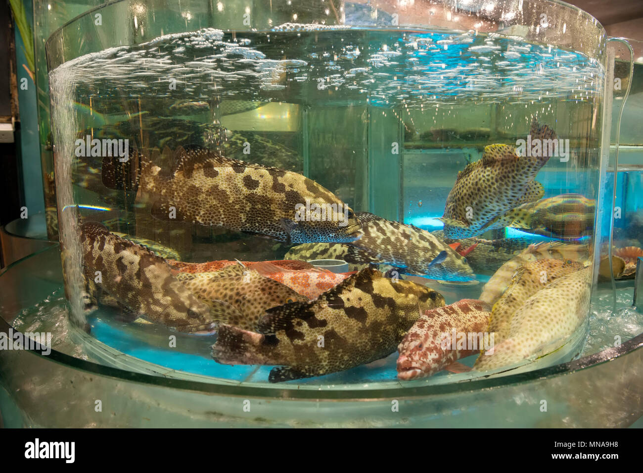Serbatoi di pesce in un ristorante Cinese di Hong Kong, Cina. Foto Stock