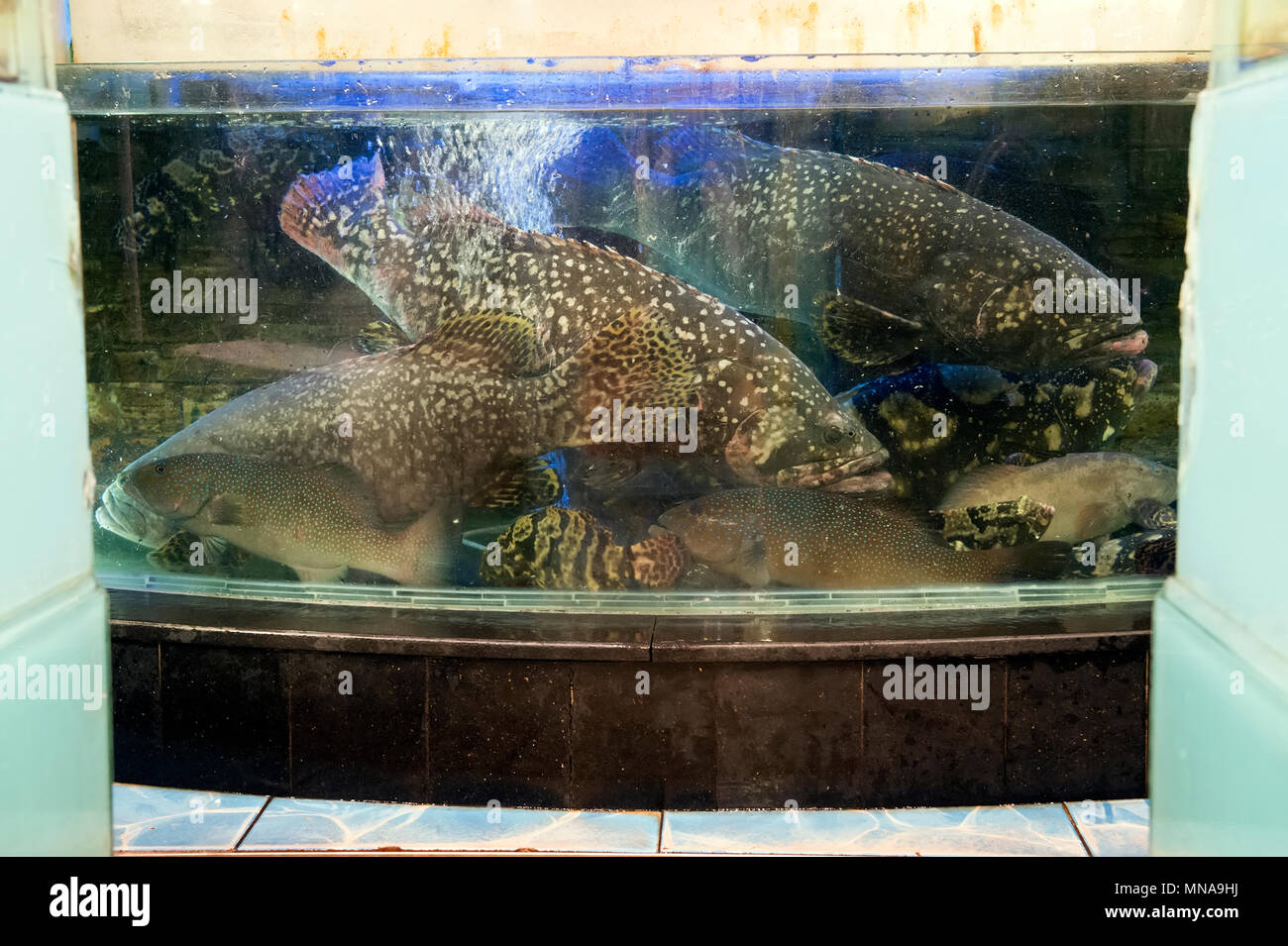 Serbatoi di pesce in un ristorante Cinese di Hong Kong, Cina. Foto Stock