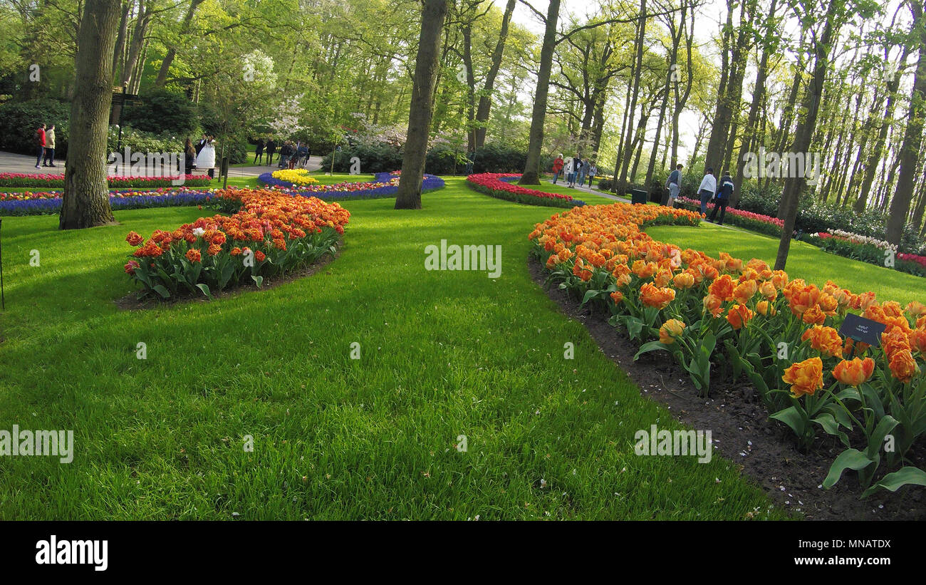 Disegni Realizzati Con I Disegni Per La Vetrina Colorfull Bulbi Di Primavera A Giardini Keukenhof Lisse Holland Paesi Bassi Foto Stock Alamy