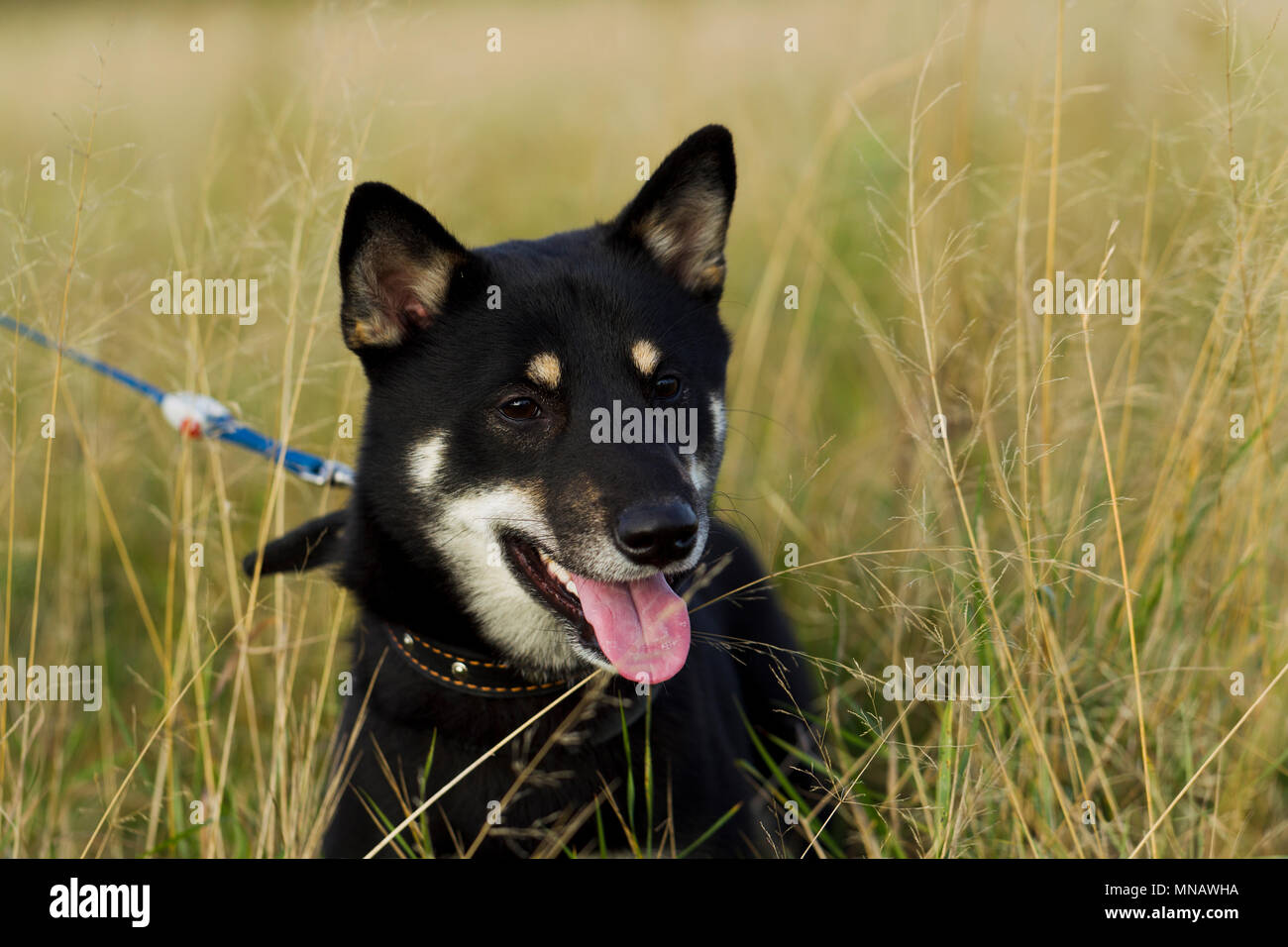 Cani razze giapponesi Sibu Inu su uno sfondo di erba, alla luce del sole Foto Stock