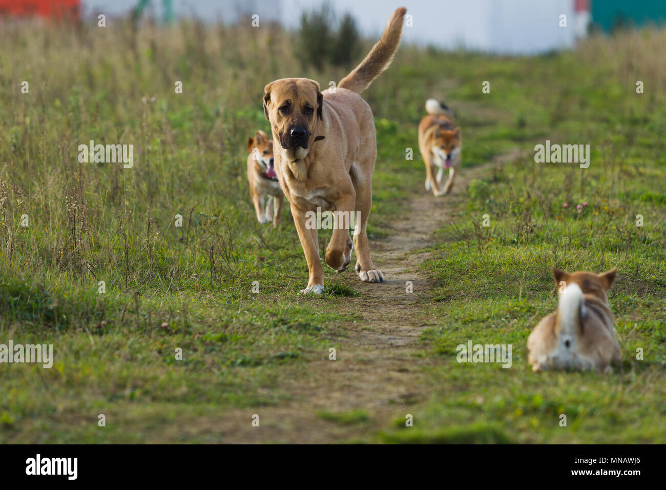 Cane spagnolo Mastiff cane razza è circondato da Shibu Inu per una passeggiata, luce naturale Foto Stock