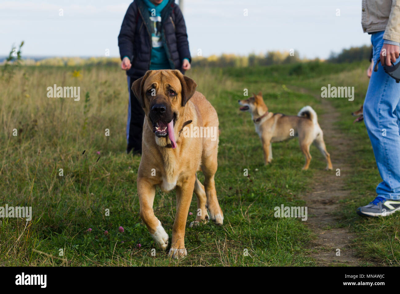 Cane spagnolo Mastiff cane razza è circondato da Shibu Inu per una passeggiata, luce naturale Foto Stock
