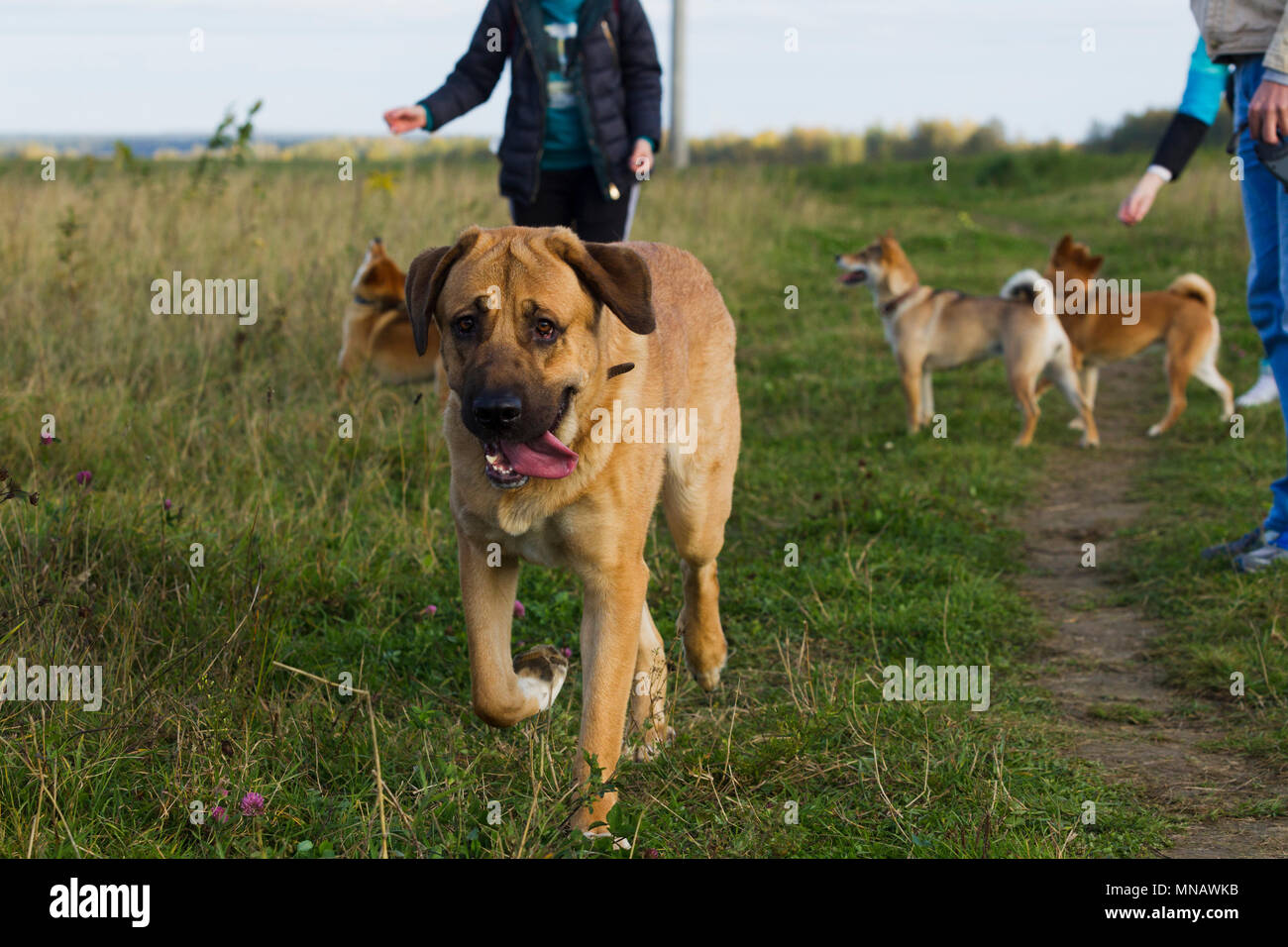 Cane spagnolo Mastiff cane razza è circondato da Shibu Inu per una passeggiata, luce naturale Foto Stock