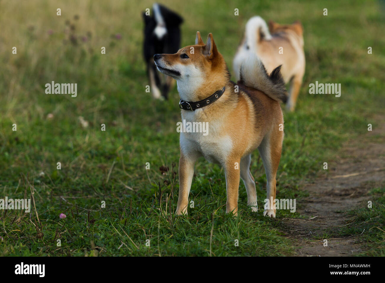 Cani razze giapponesi Sibu Inu su uno sfondo di erba, alla luce del sole Foto Stock