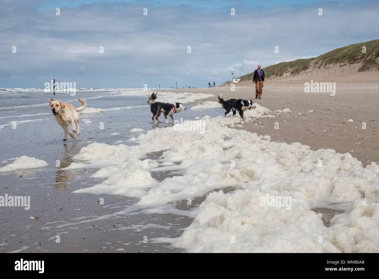 Tre cani giocando su una spiaggia coperta da alghe, domenica 15 maggio 2016, Texel, Paesi Bassi. Foto Stock