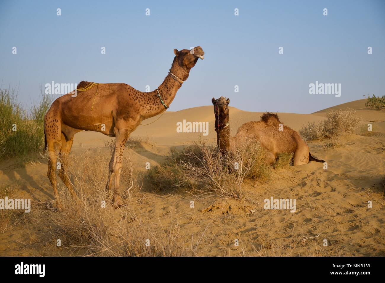 Cammelli nel deserto di Thar, Rajasthan, India Foto Stock