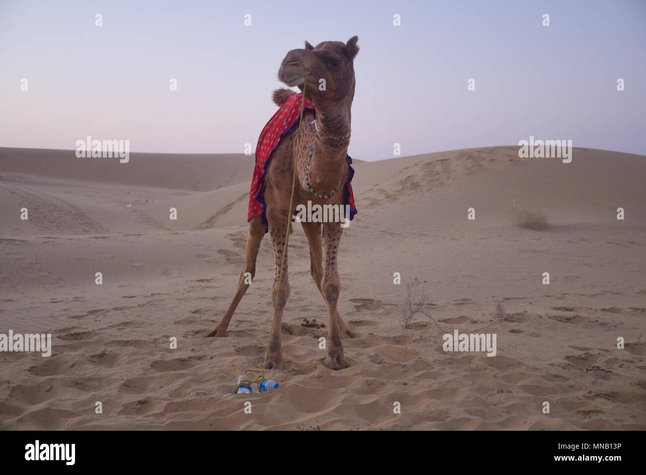 Cammelli nel deserto di Thar, Rajasthan, India Foto Stock