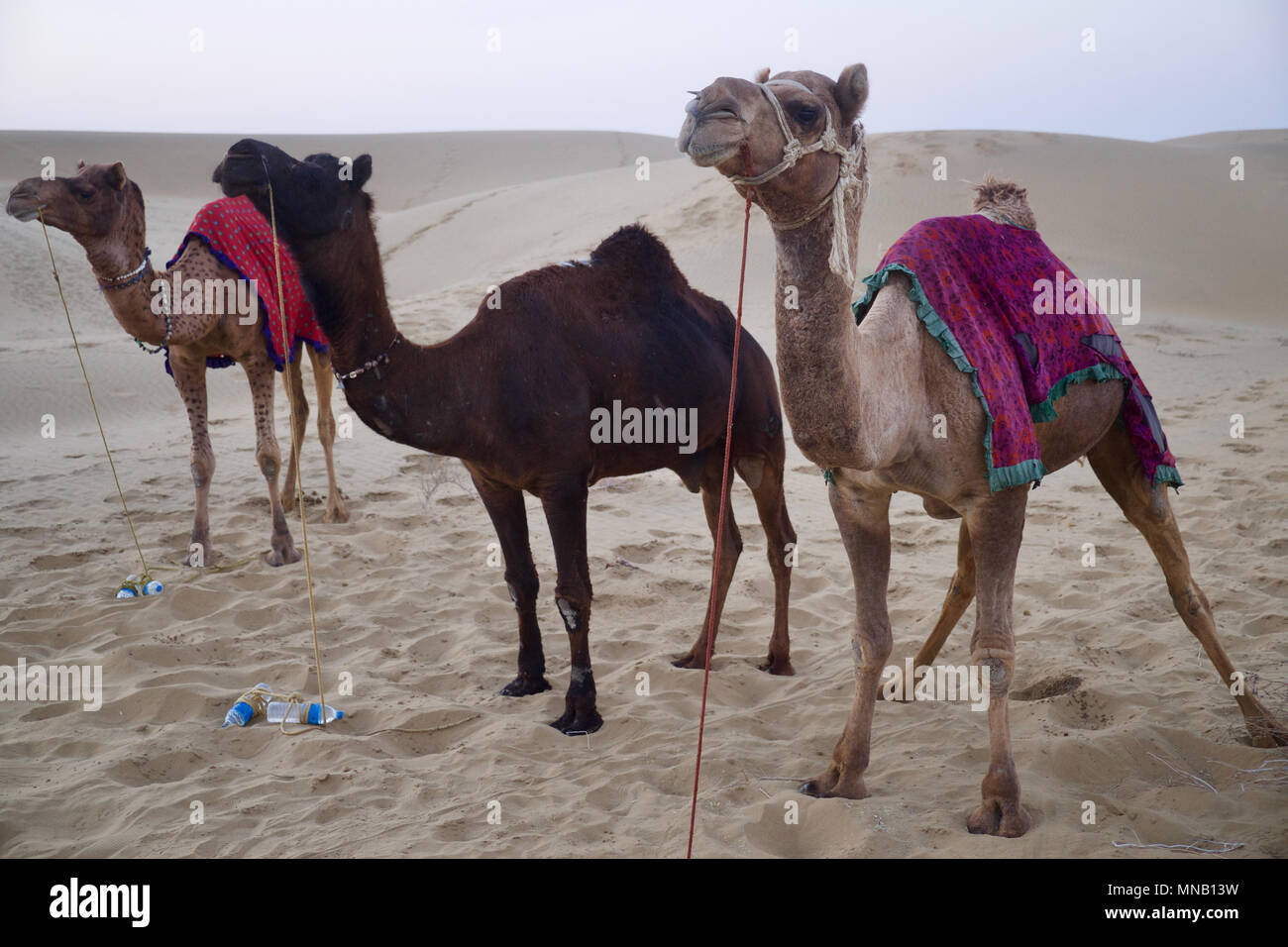 Cammelli nel deserto di Thar, Rajasthan, India Foto Stock