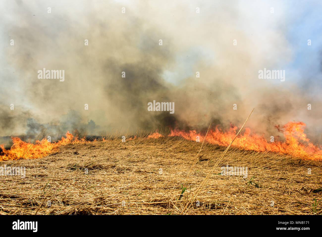 Il riscaldamento globale. Masterizzazione di campo agricolo, fumo inquinamento. Foto Stock