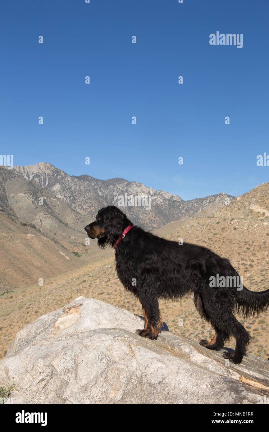 Un cane'gordon setter' sul lato con il sud della Sierra Nevada in background su 9 mile canyon road Foto Stock