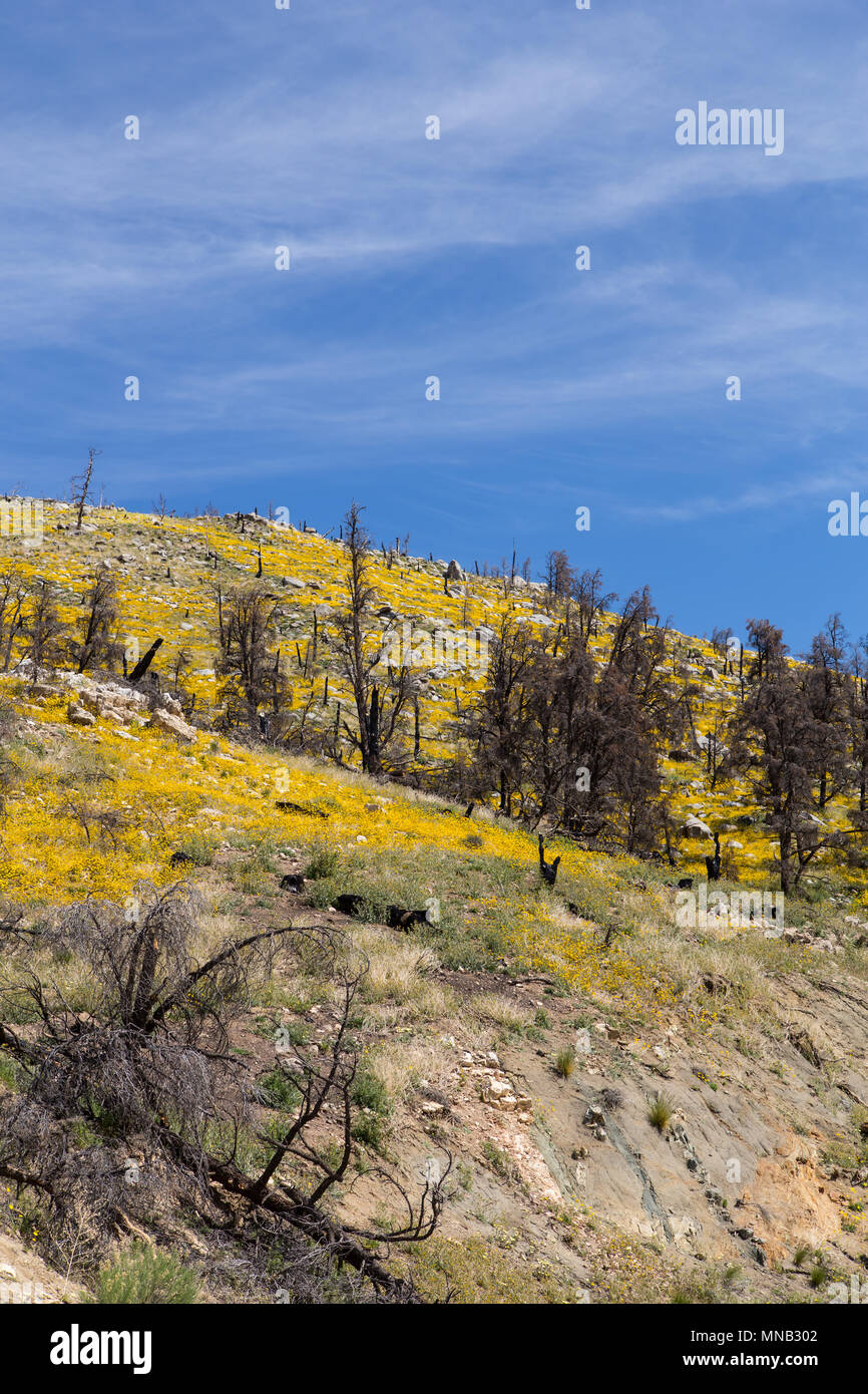 Il recupero di fiori di campo nella zona di masterizzazione del 2016 del fuoco del camino vicino alTulare-Kern County line nel sud della Sierra Nevada California USA Foto Stock