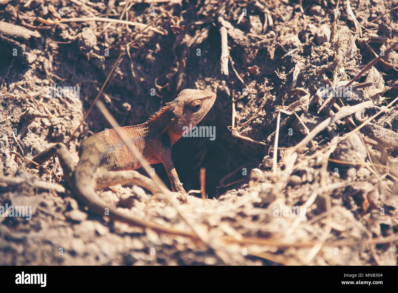 Red-headed lizard a terra Foto Stock