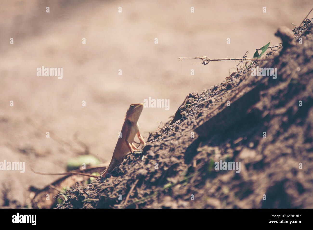 Red-headed lizard a terra Foto Stock