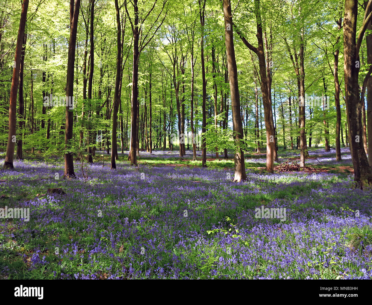 Bluebell boschi in Hampshire, Inghilterra Foto Stock