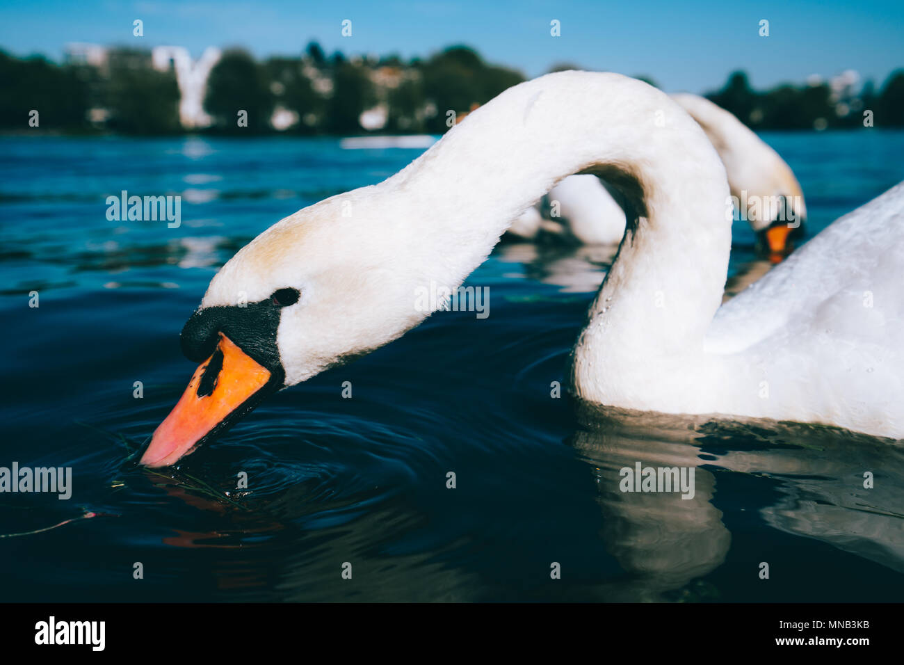 Close up carino grazia bianco cigno sul lago Alster in una giornata di sole in Amburgo Foto Stock