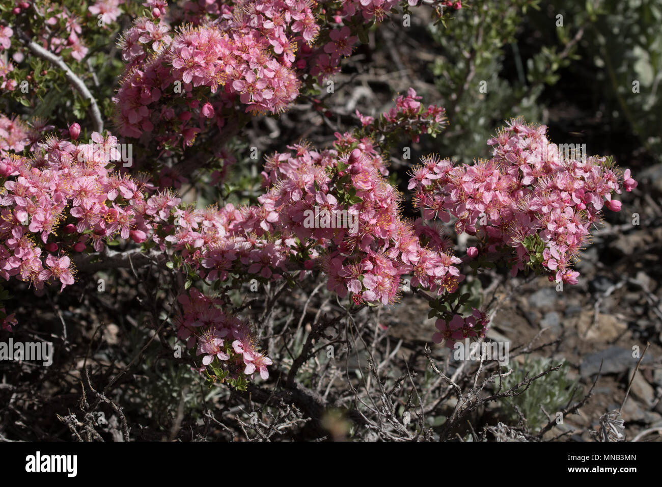 Deserto di pesche (Prunus andersonii) primavera fiori selvaggi che fiorisce in McGee canyon nella parte orientale della Sierra Nevada. California USA Foto Stock