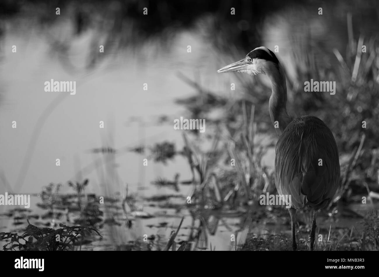 Heron guardando e in attesa in bianco e nero, Bushy Park, Surrey Foto Stock