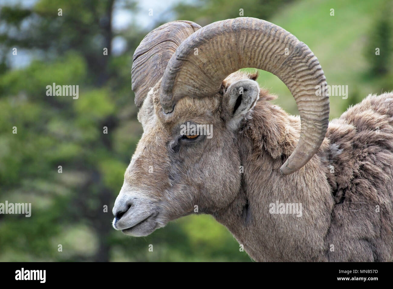 Rocky Mountain Bighorn, nome latino ovis canadensis canadensis, Banff, Canada Foto Stock