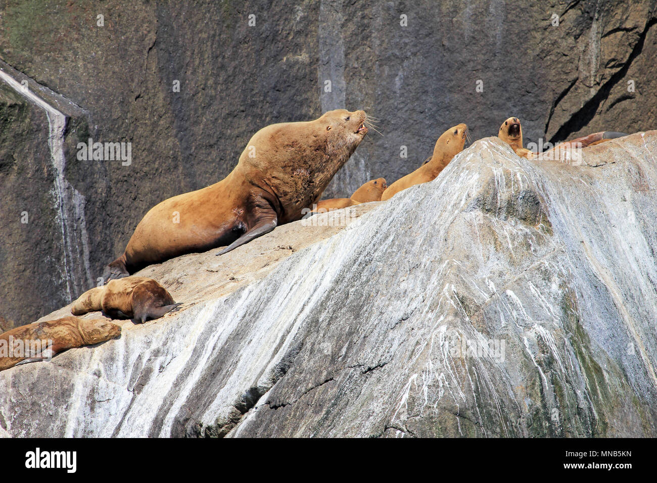 Steller leoni di mare su un isola nel Parco nazionale di Kenai Fjords in Alaska Foto Stock