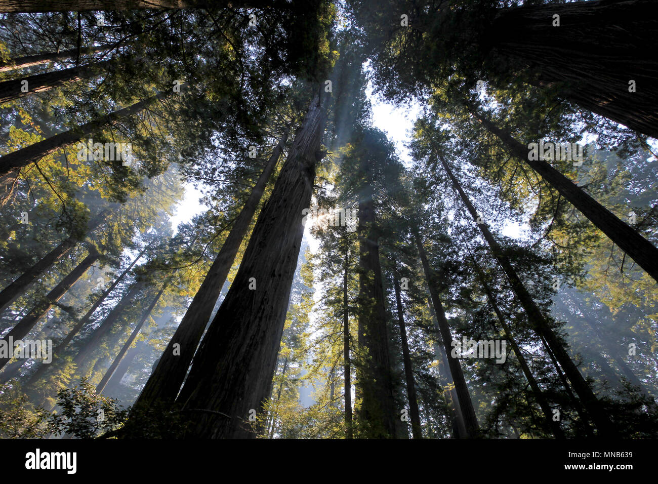 Sotto gli alberi di sequoia in Redwood Natianol Park, California, USA, indietro luce fotografia Foto Stock