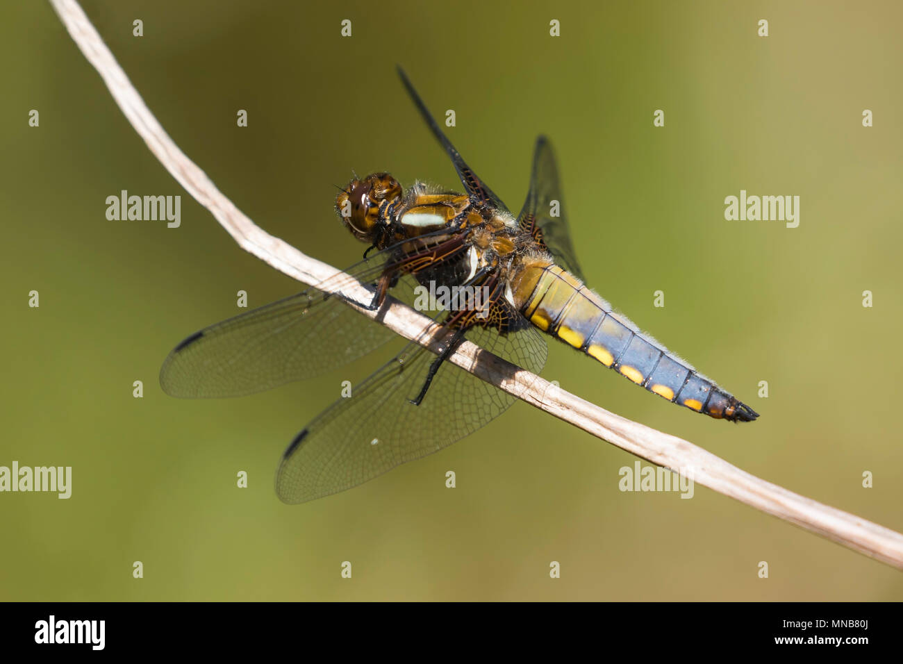 Ampia corposo Chaser maschio a riposo su un ramoscello Foto Stock