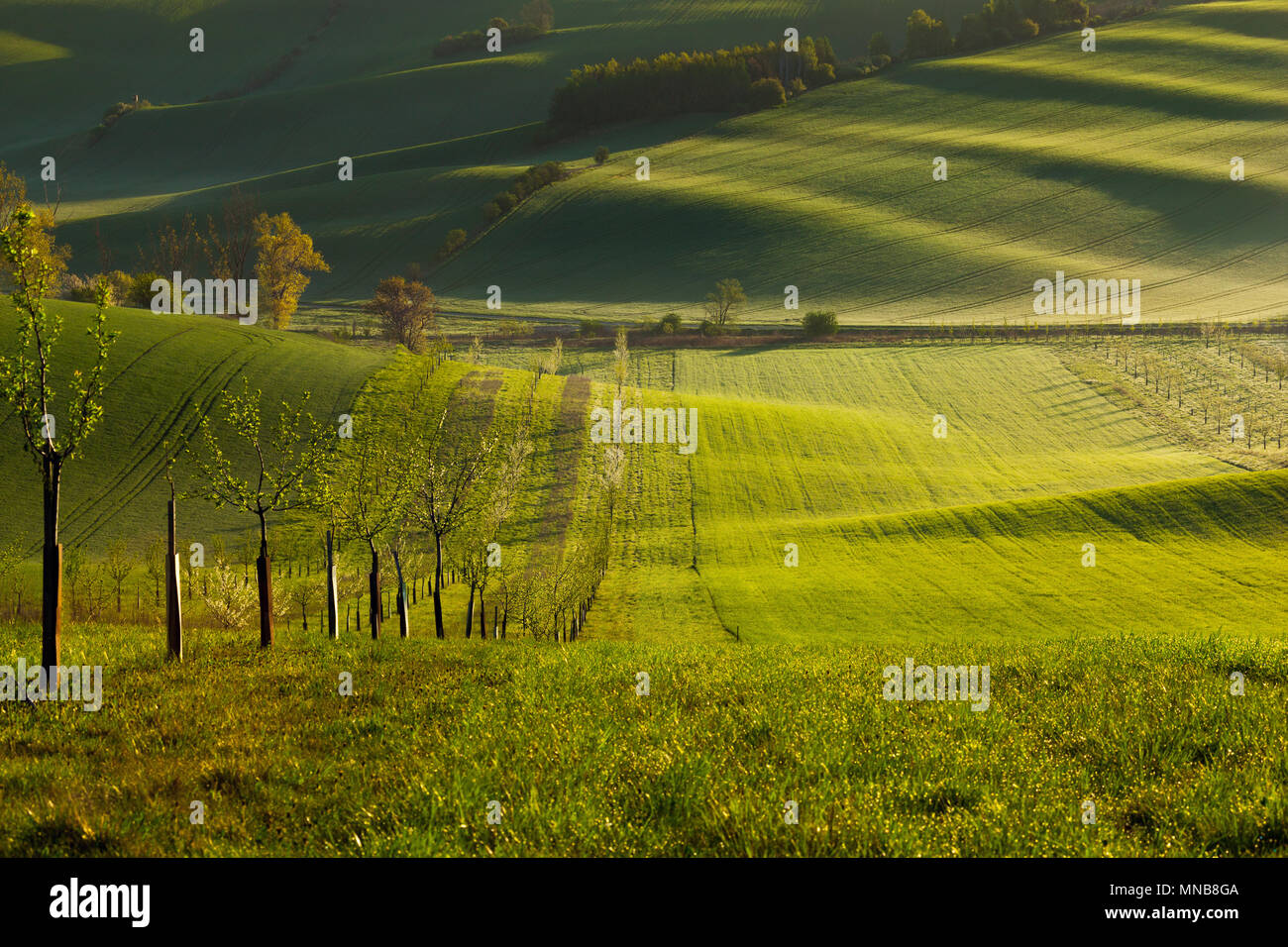 Sunset linee e forme d'onda con alberi in primavera Foto Stock