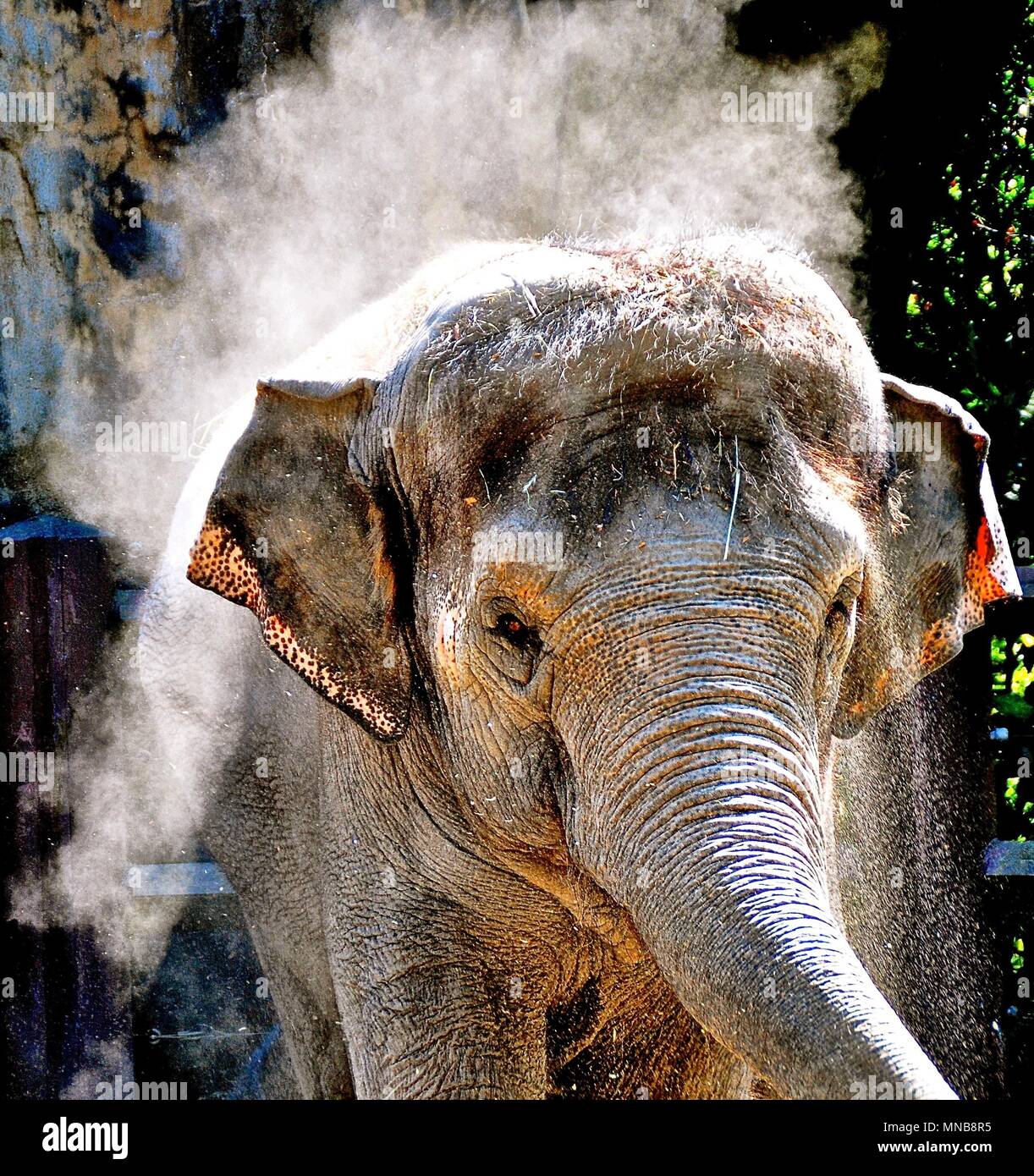 Elephant di darsi un bagno di polvere Foto Stock