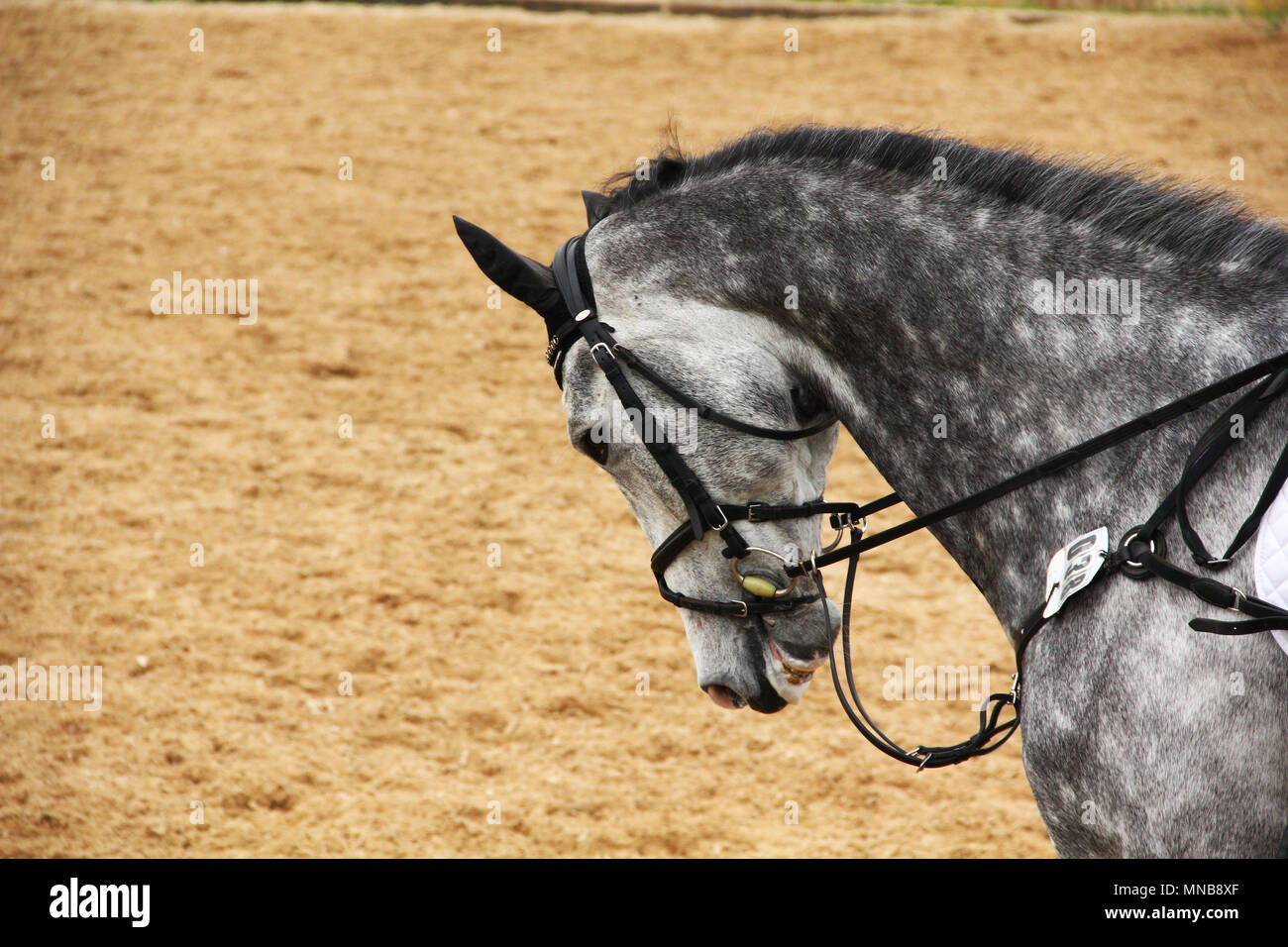 Horse stallone di dressage con briglia e tappo auricolare Foto Stock