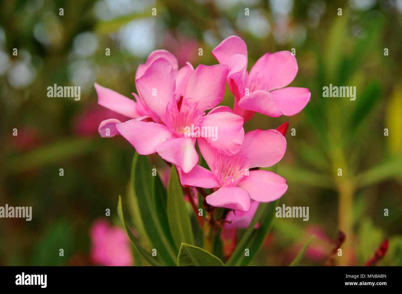 Fiore rosa's branch - Nerium oleander Foto Stock