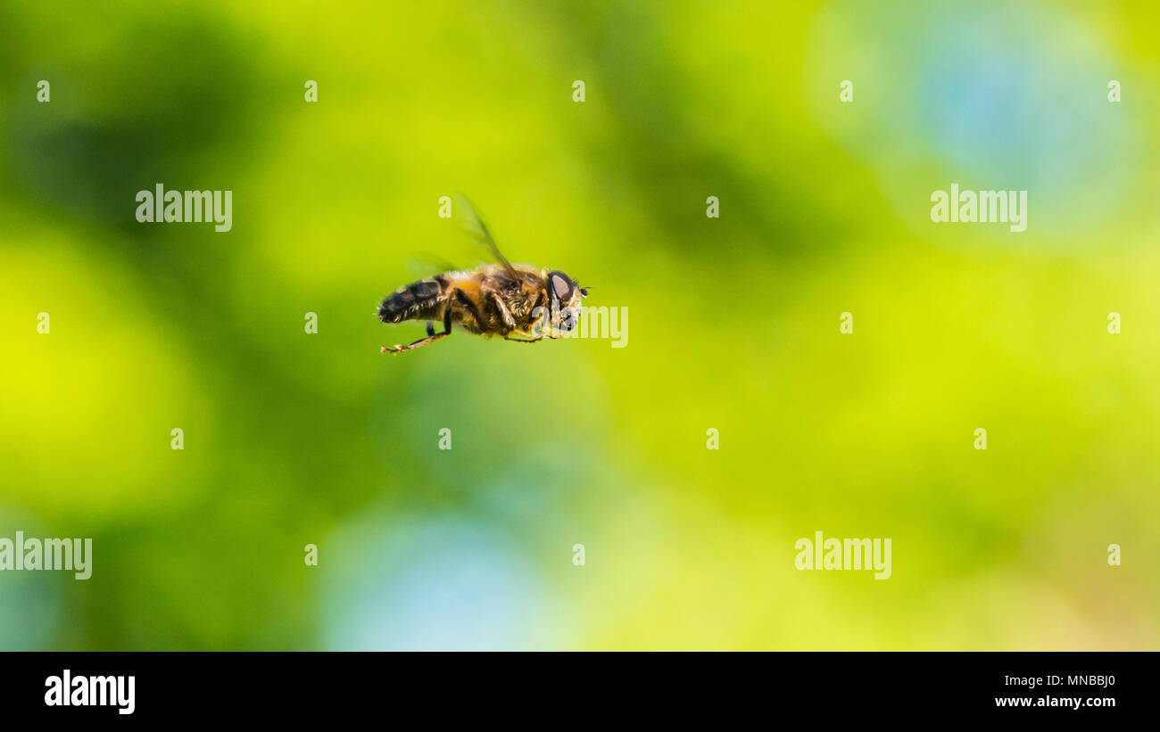 Una ripresa macro di un bilico hoverfly. Foto Stock