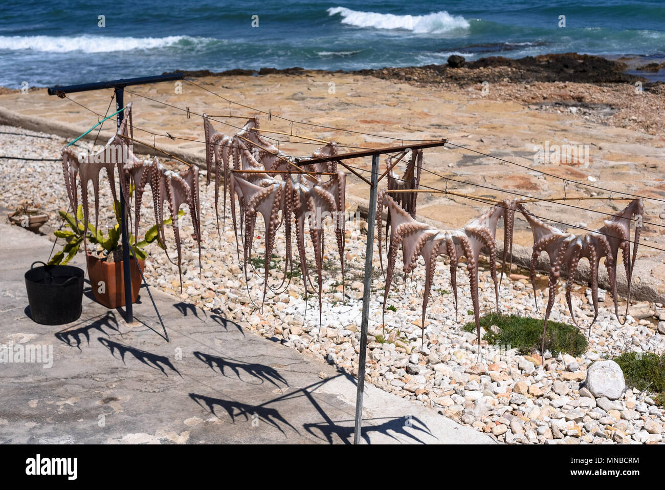 Alcuni polipi sono essiccati al sole sulla costa di Denia (Alicante) foto:Eduardo Manzana Foto Stock