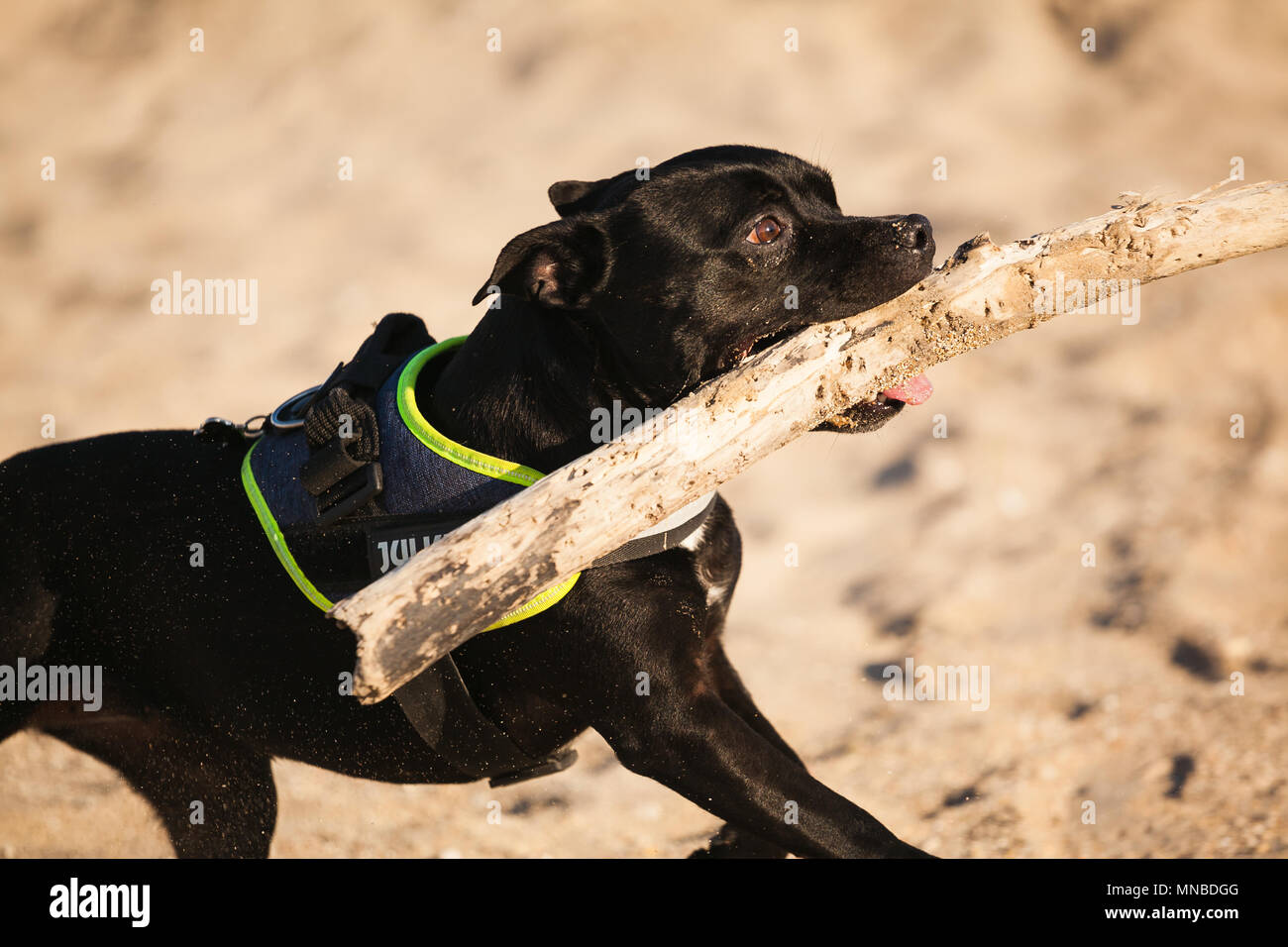 StaffordShire bull Terrier in spiaggia Foto Stock