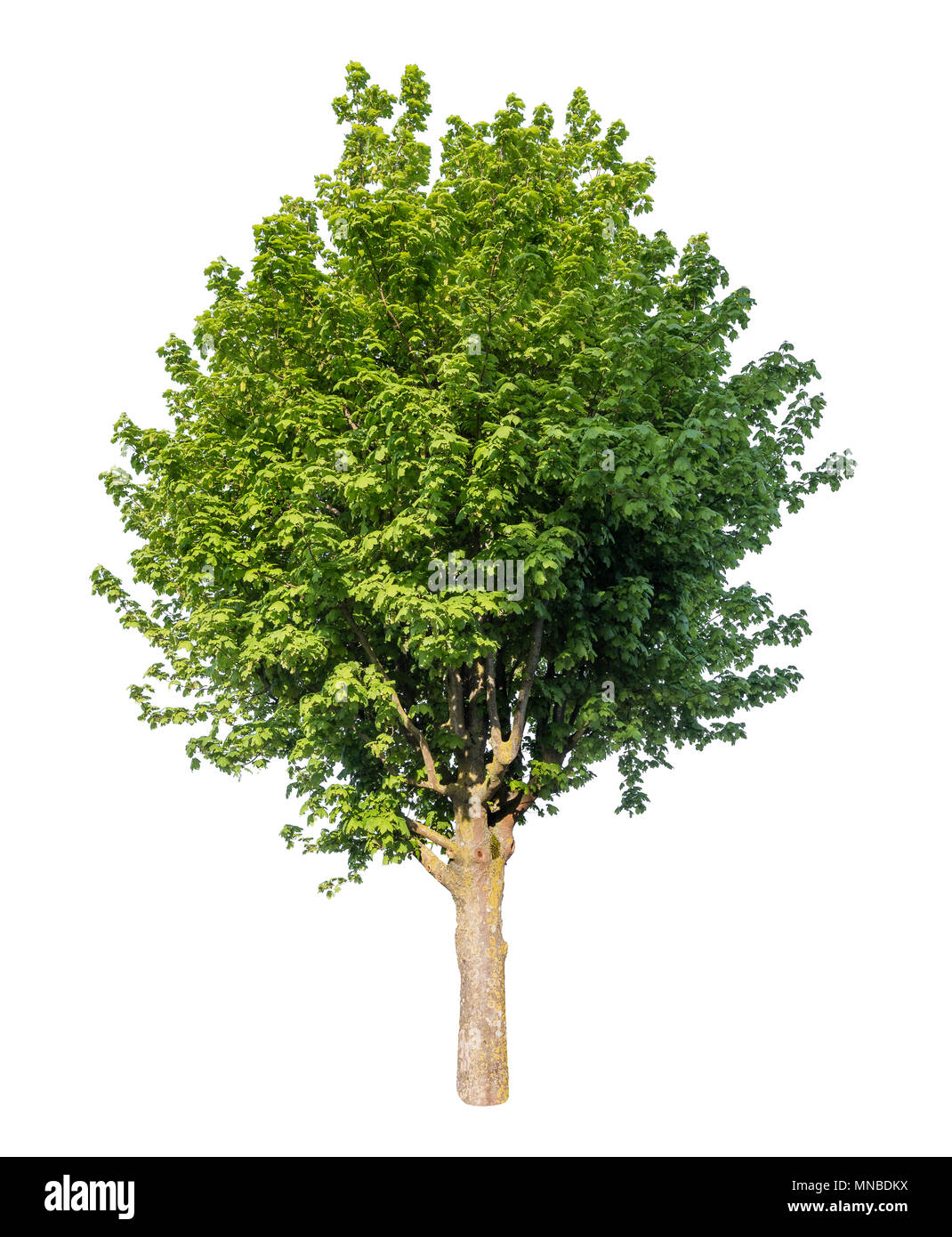 Isolato albero verde su bianco puro sfondo . Foto Stock