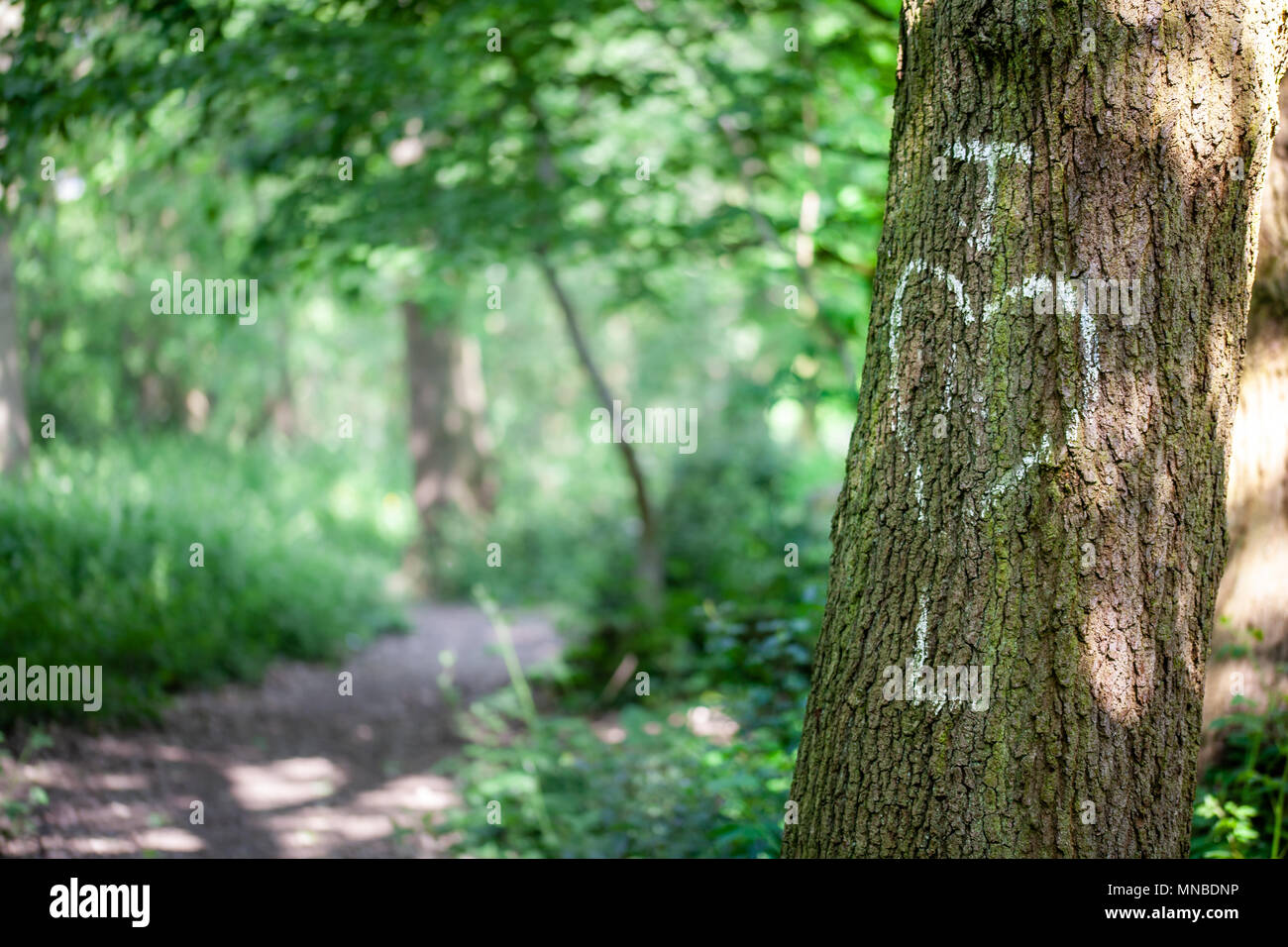 Initals di amanti scritto in gesso su un tronco di albero Foto Stock
