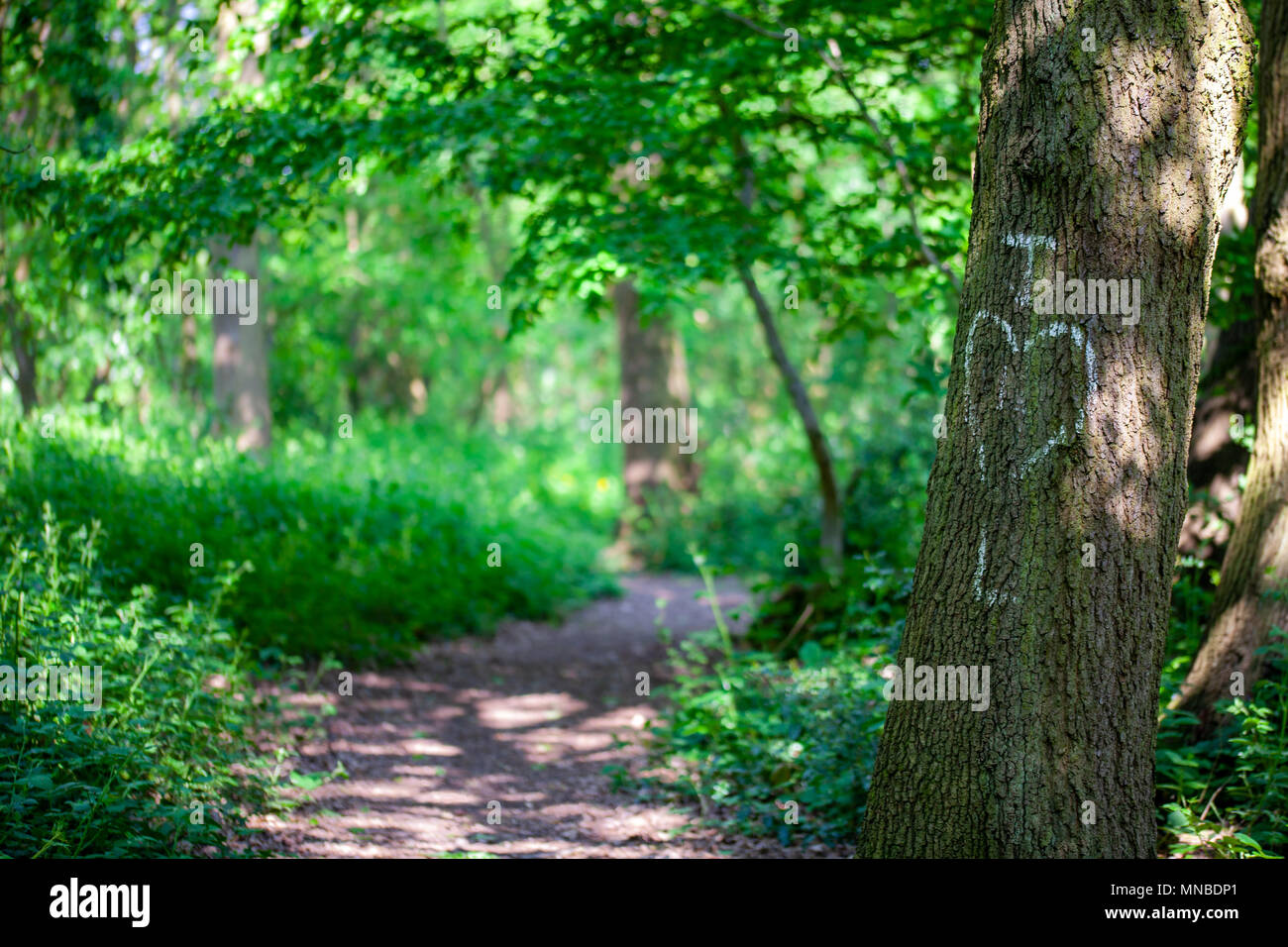 Initals di amanti scritto in gesso su un tronco di albero Foto Stock