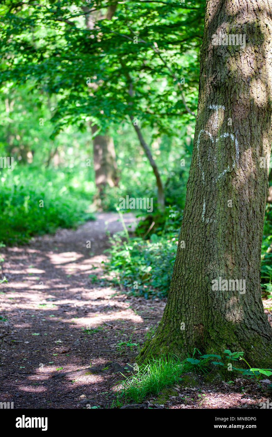 Initals di amanti scritto in gesso su un tronco di albero Foto Stock
