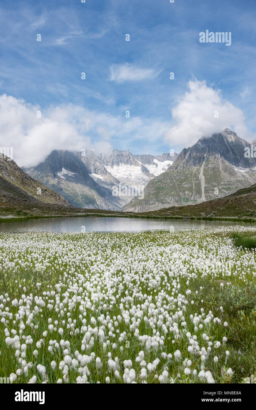 Vista su erba di cotone e Alpi Svizzere vicino al famoso ghiacciaio di Aletsch in Svizzera. Foto Stock