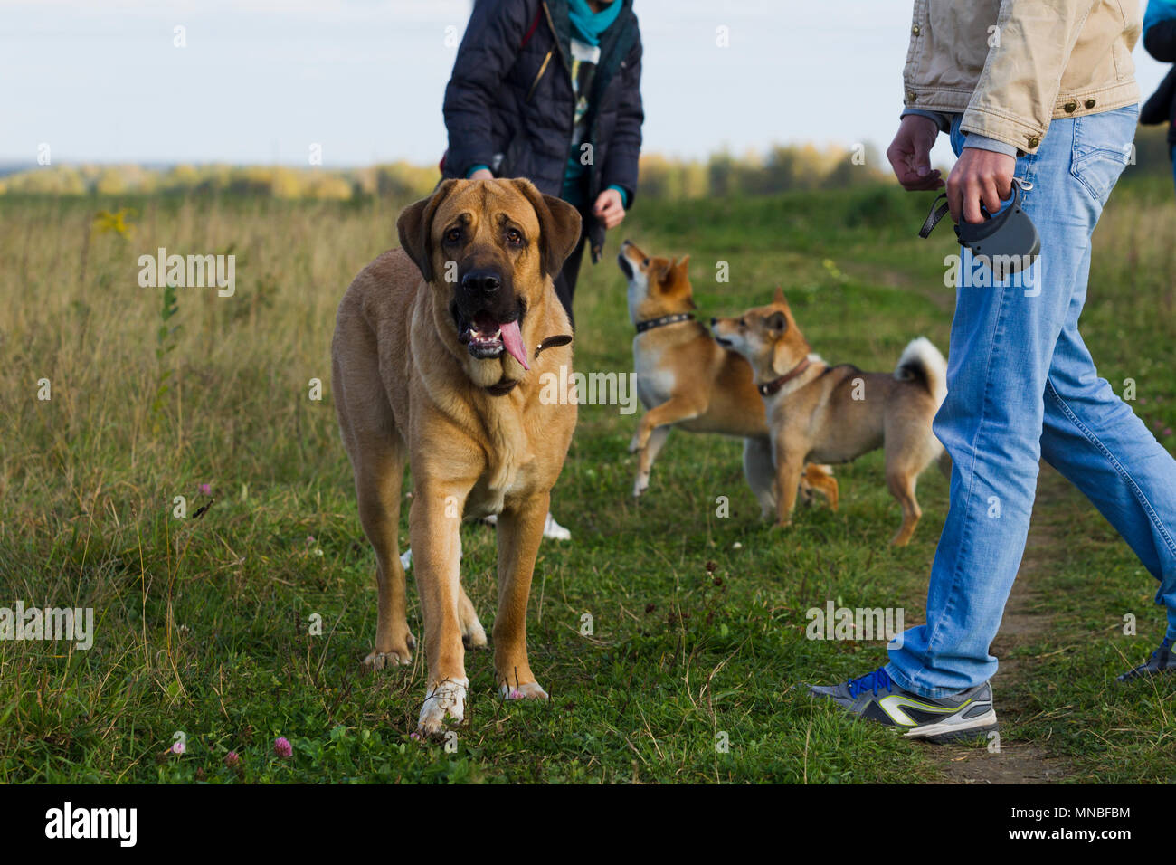 Cane spagnolo Mastiff cane razza è circondato da Shibu Inu per una passeggiata Foto Stock