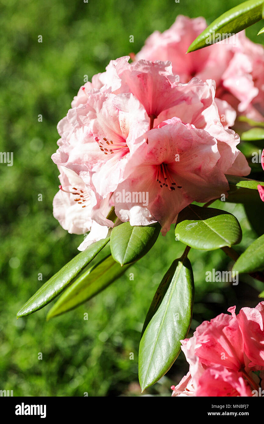 Rhododendron "Virginia Richards', vista qui in fotografo Peter Wheeler del giardino posteriore nello Shropshire, Inghilterra. Foto Stock
