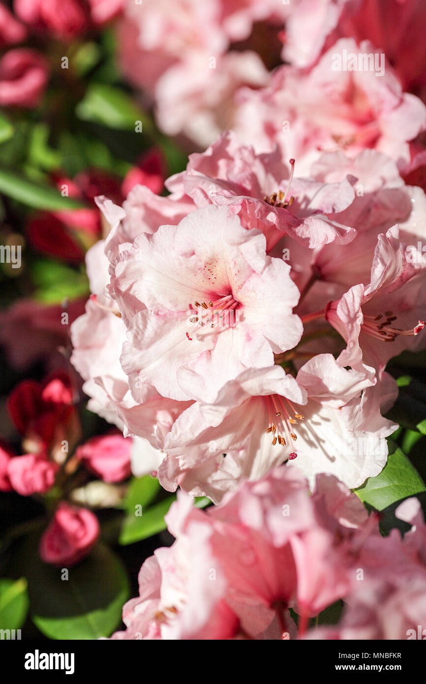 Rhododendron "Virginia Richards', vista qui in fotografo Peter Wheeler del giardino posteriore nello Shropshire, Inghilterra. Foto Stock