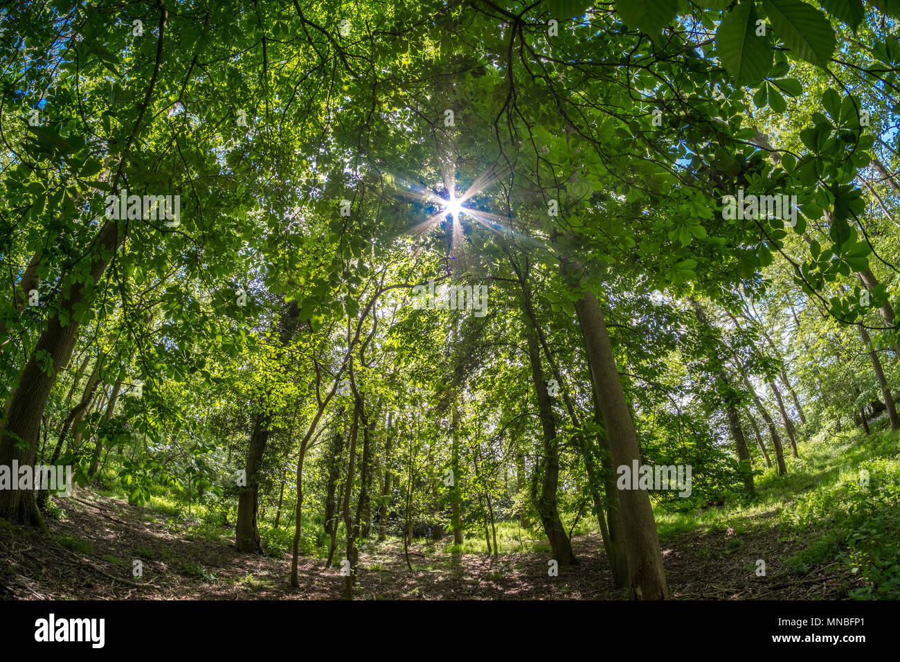 Il sole splende attraverso un inglese di legno con un misto di alberi decidui nella primavera del tempo. Suffolk, Regno Unito. Foto Stock