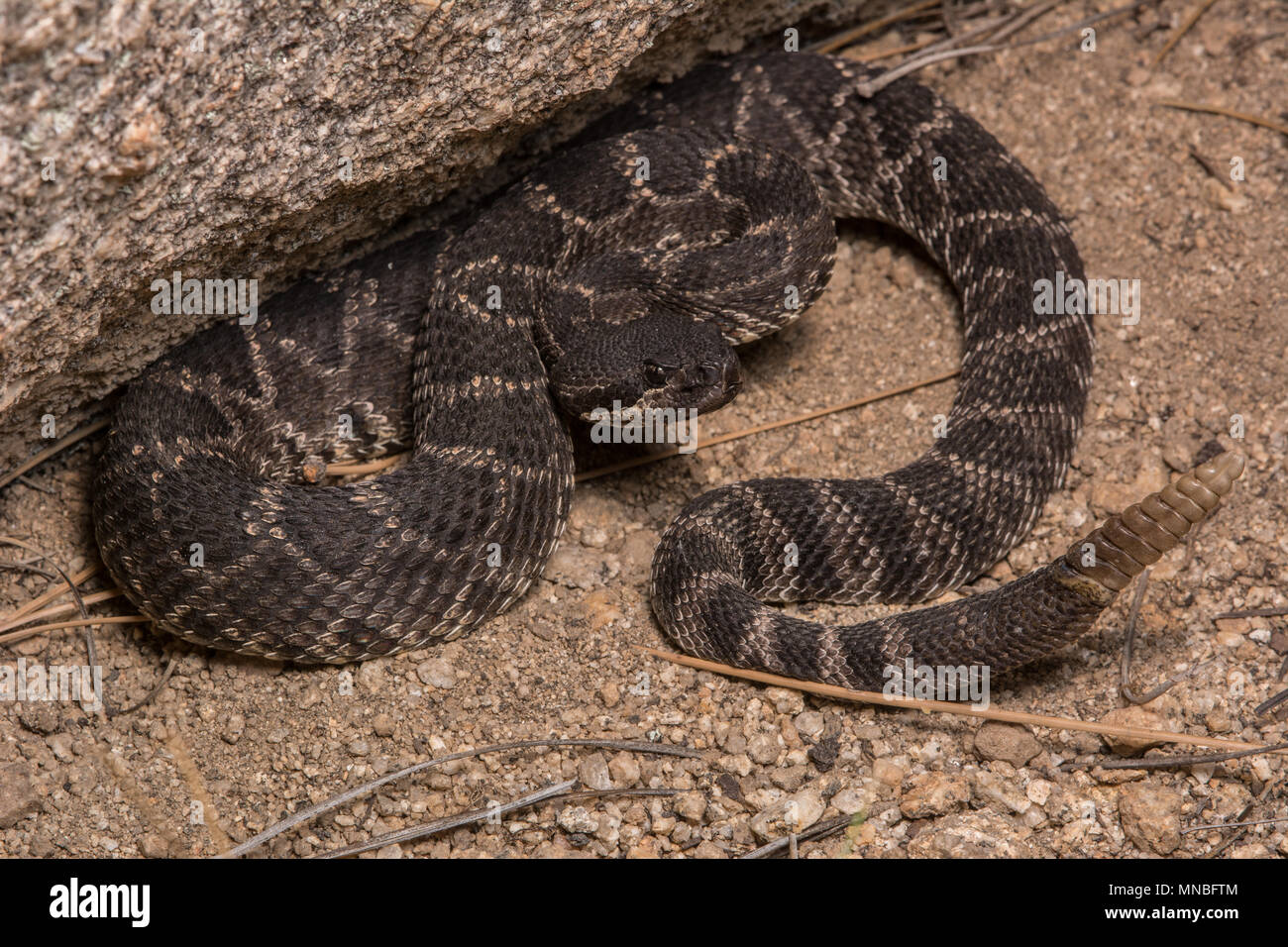 Oceano Pacifico meridionale Rattlesnake (Crotalus oreganus helleri) dalla Sierra Jurarez, Baja California, Messico. Foto Stock