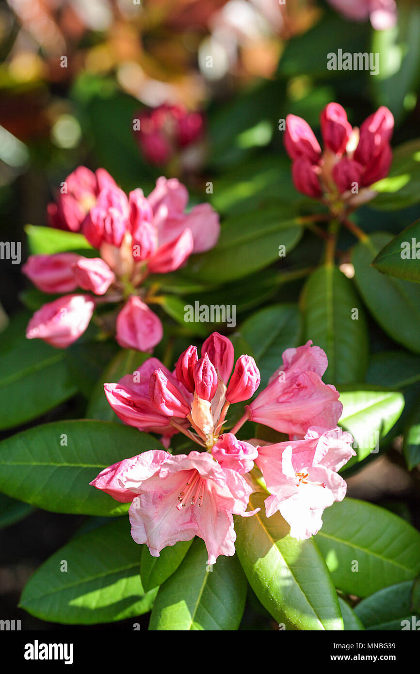 Rhododendron "Virginia Richards', vista qui in fotografo Peter Wheeler del giardino posteriore nello Shropshire, Inghilterra. Foto Stock