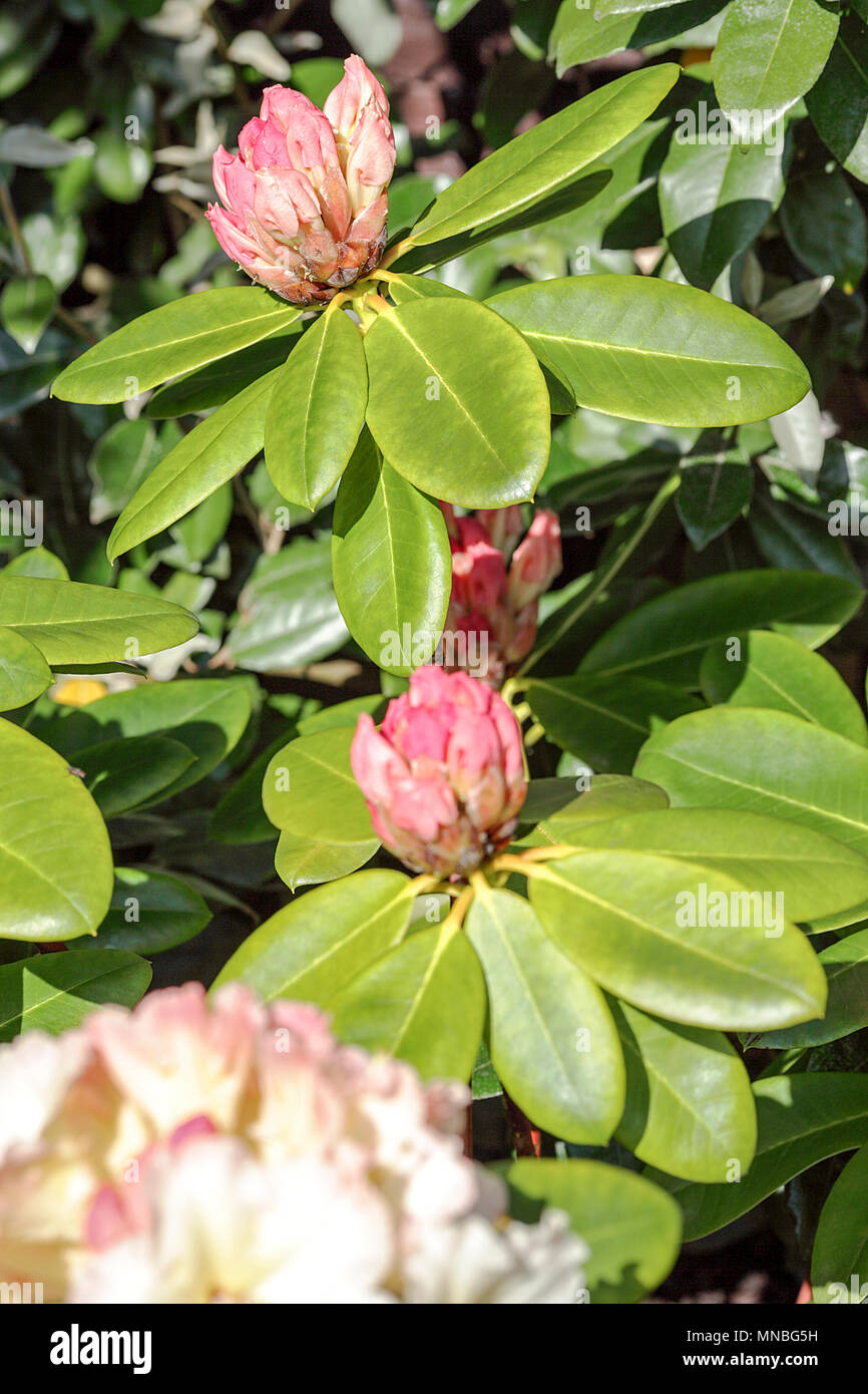 Rhododendron "Orizzonte Monarch', vista qui in fotografo Peter Wheeler del giardino posteriore nello Shropshire, Inghilterra. Foto Stock